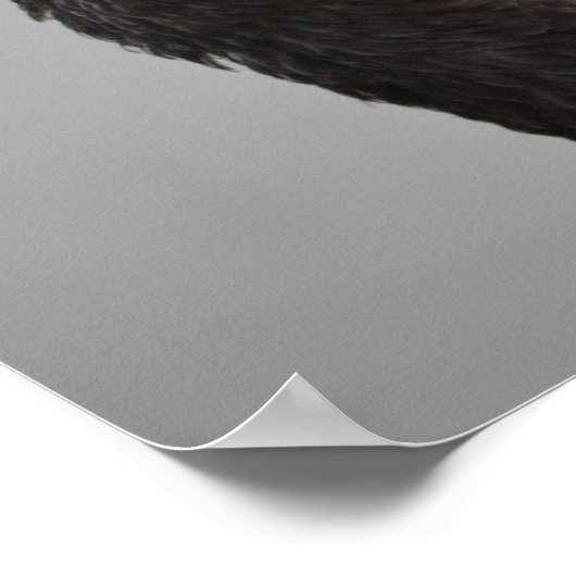 Exotic Black Swan Poster (Hoek)