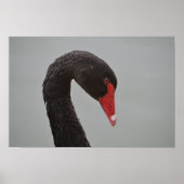 Exotic Black Swan Poster (Voorkant)
