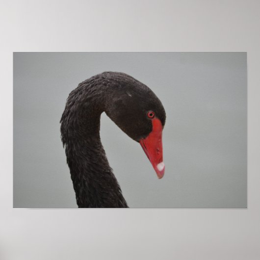 Exotic Black Swan Poster (Voorkant)