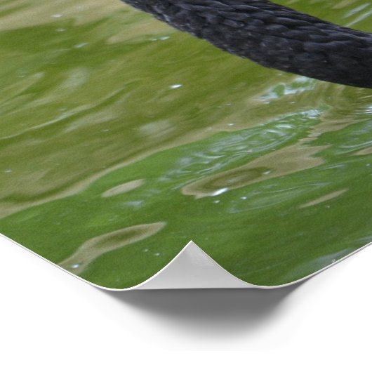 Exotic Black Swan Poster (Hoek)