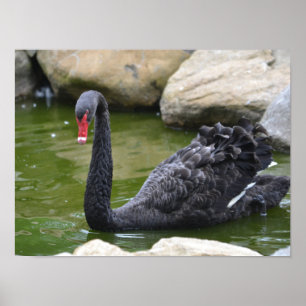 Exotic Black Swan Poster
