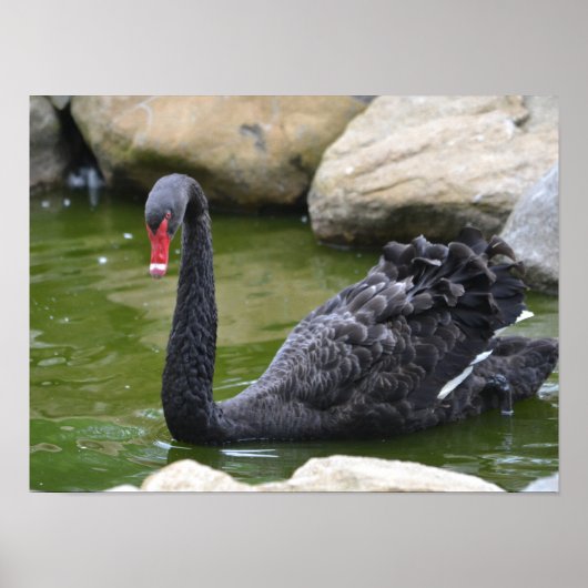 Exotic Black Swan Poster (Voorkant)