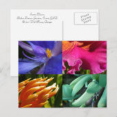 Exotic Blooms Postcard Briefkaart (Voorkant / Achterkant)