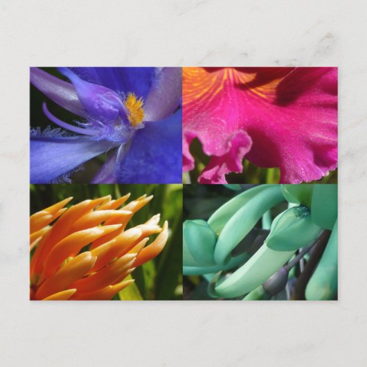 Exotic Blooms Postcard Briefkaart (Voorkant)