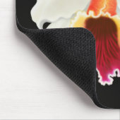 Exotic Cattleya Orchid Flower Muismat (Hoek)