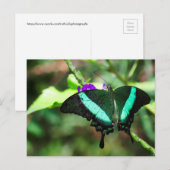 Exotic Emerald Swallowtail Briefkaart (Voorkant / Achterkant)