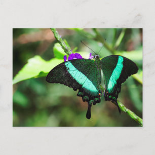 Exotic Emerald Swallowtail Briefkaart