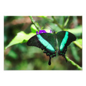 Exotic Emerald Swallowtail Foto Afdruk (Voorkant)