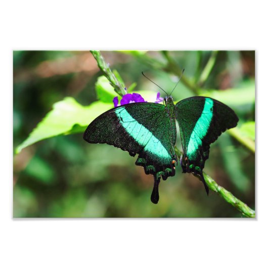 Exotic Emerald Swallowtail Foto Afdruk (Voorkant)