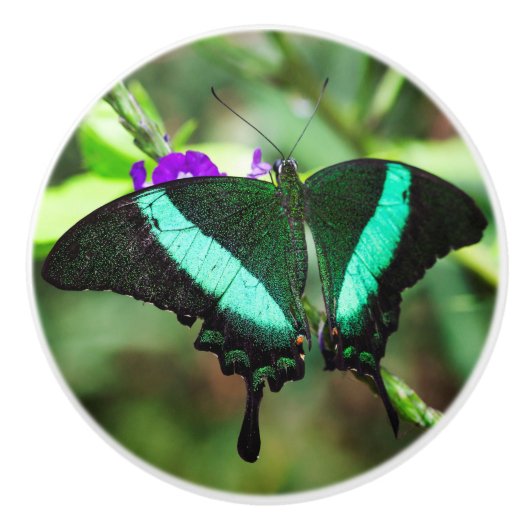 Exotic Emerald Swallowtail Keramische Knop (Voorkant)