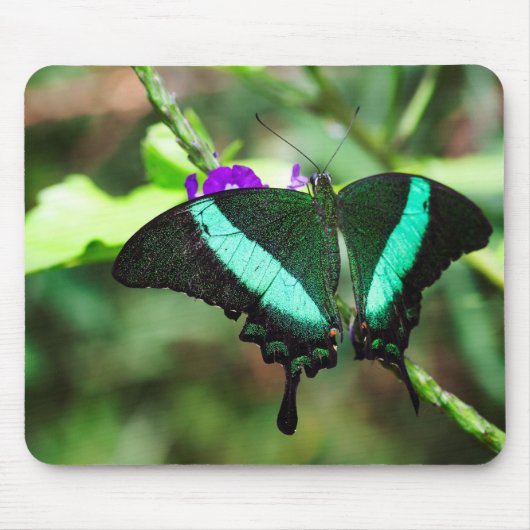 Exotic Emerald Swallowtail Muismat (Voorkant)