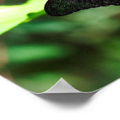 Exotic Emerald Swallowtail Poster (Hoek)