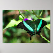 Exotic Emerald Swallowtail Poster (Voorkant)