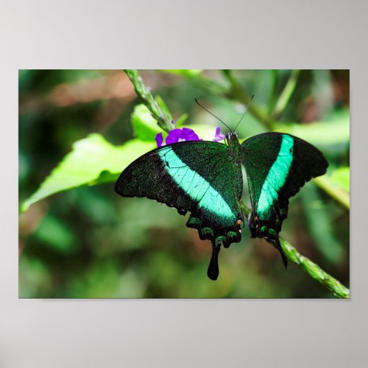 Exotic Emerald Swallowtail Poster (Voorkant)