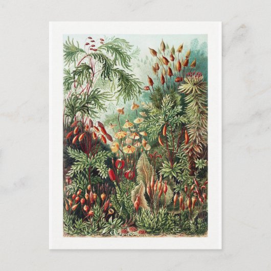 Exotic Flower Wild Forest Oerwoud  Briefkaart (Voorkant)