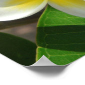 Exotic Hawaiian Flowers Poster (Hoek)