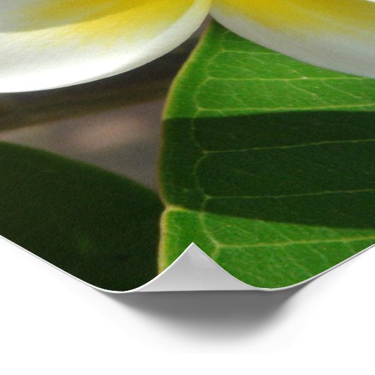 Exotic Hawaiian Flowers Poster (Hoek)