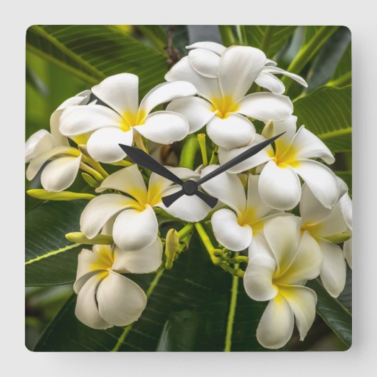 Exotic Island Plumeria Clock Vierkante Klok (Voorkant)