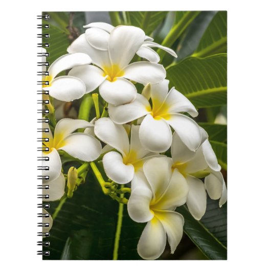 Exotic Island Plumeria Notebook Notitieboek (Voorkant)