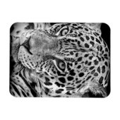 Exotic Jaguar Magneet (Horizontaal)