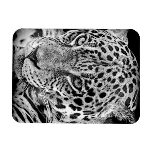Exotic Jaguar Magneet (Horizontaal)