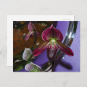 Exotic Lady Slipper-Briefkaart Briefkaart (Voorkant / Achterkant)