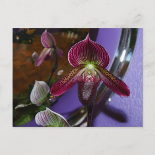 Exotic Lady Slipper-Briefkaart Briefkaart (Voorkant)