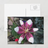 Exotic Lily Briefkaart (Voorkant / Achterkant)