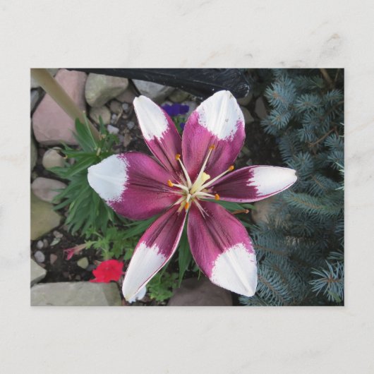 Exotic Lily Briefkaart (Voorkant)