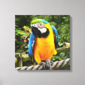 Exotic Macaw Parrot Canvas Afdruk (Voorkant)