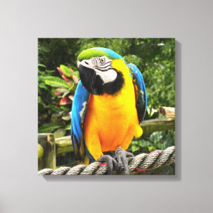 Exotic Macaw Parrot Canvas Afdruk