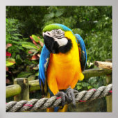 Exotic Macaw Parrot Poster (Voorkant)