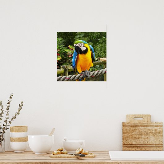 Exotic Macaw Parrot Poster (Keuken)