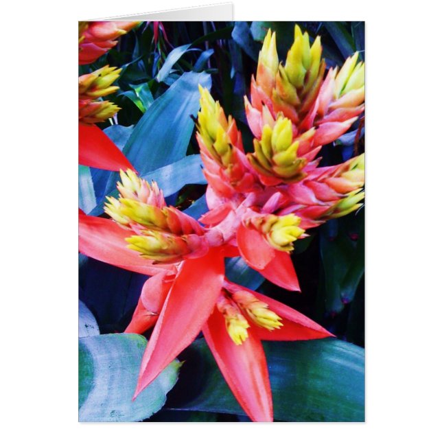 Exotic Oranje gele, mooie ventilatorkaart (Voorkant)