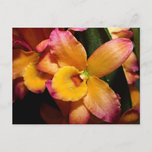 Exotic Orchid Briefkaart (Voorkant)