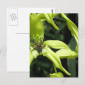 Exotic Orchid Briefkaart (Voorkant / Achterkant)