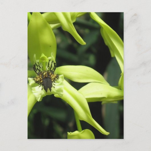 Exotic Orchid Briefkaart (Voorkant)