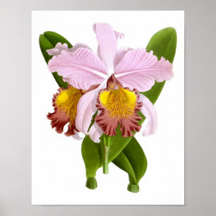 Exotic Orchid Plant Pink Flowers no.5 Art Print
