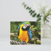 Exotic Parrot Briefkaart (Staand voorkant)