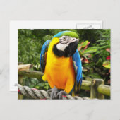 Exotic Parrot Briefkaart (Voorkant / Achterkant)