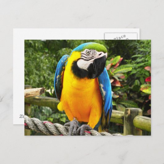 Exotic Parrot Briefkaart (Voorkant / Achterkant)
