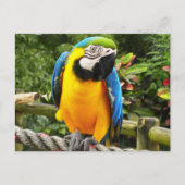 Exotic Parrot Briefkaart (Voorkant)