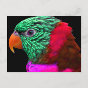 Exotic Parrot Green Red Roze Briefkaart