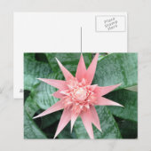 Exotic Pink Bromeliad Flower Briefkaart (Voorkant / Achterkant)