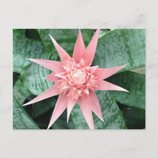 Exotic Pink Bromeliad Flower Briefkaart (Voorkant)