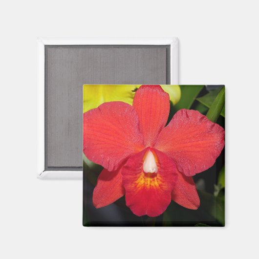 Exotic Red Orchid Magneet (Voorkant / Achterkant)