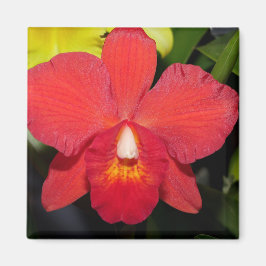Exotic Red Orchid Magneet
