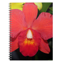 Exotic Red Orchid Notitieboek
