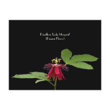 Exotic Red Passion-Flower Collectible Briefkaart