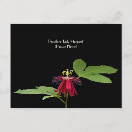 Exotic Red Passion-Flower Collectible Briefkaart